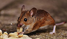 24 Hour & Emergency Exterminators in Homestead Vlg, MO